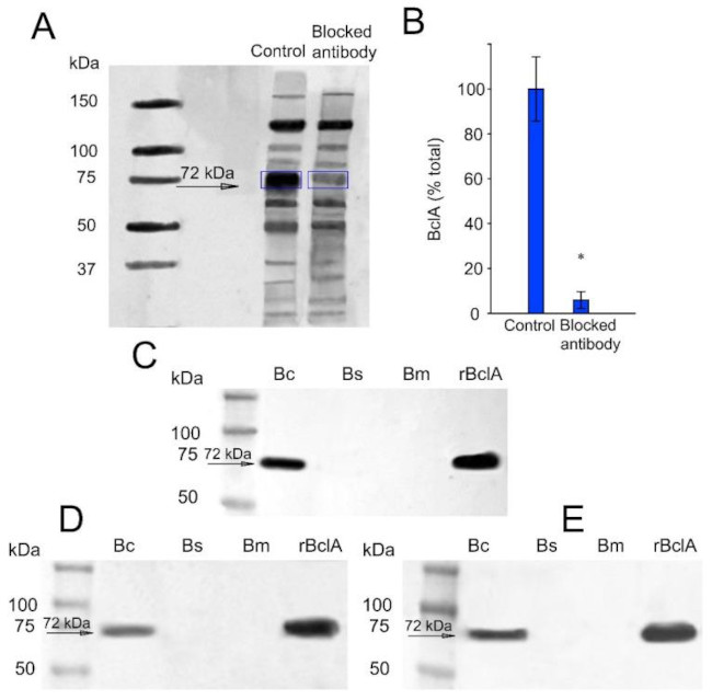 Bacillus Spore Antigen Antibody in Neutralization (Neu)