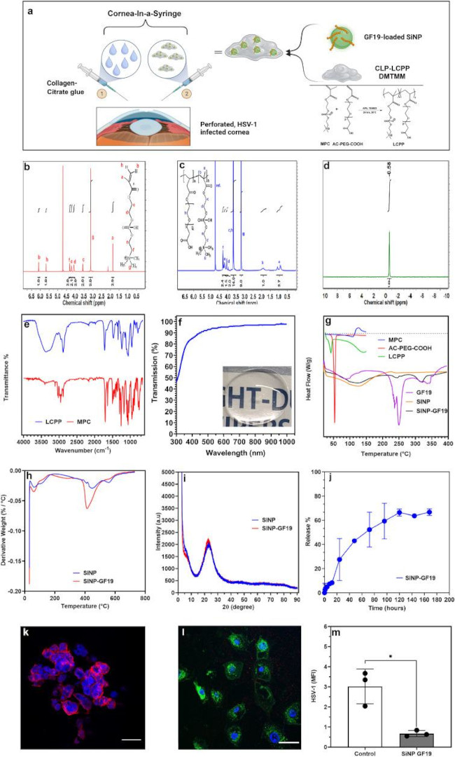 HSV Type 1 (strain F) Antibody in Immunocytochemistry (ICC/IF)
