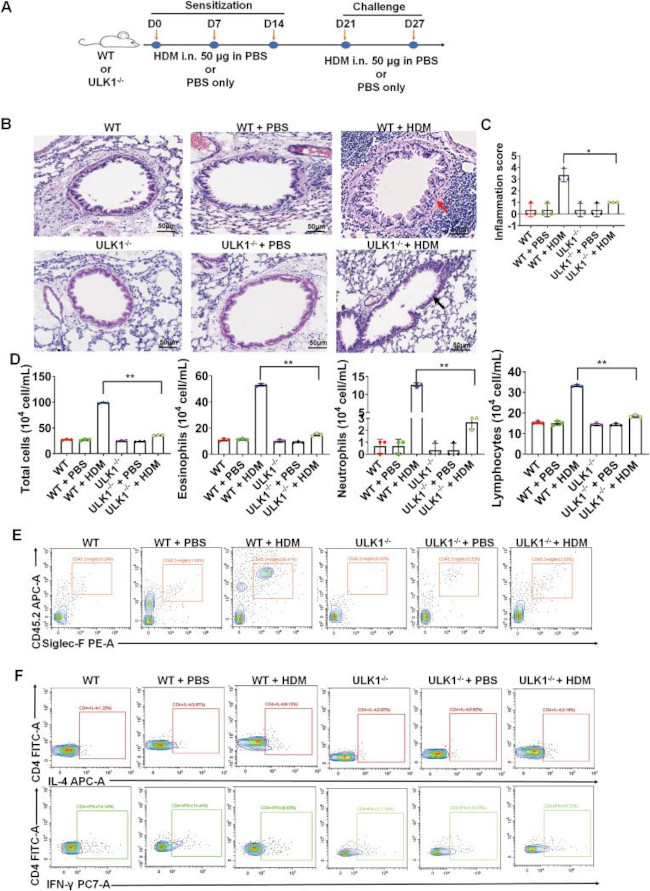 IL-4 Antibody in Flow Cytometry (Flow)