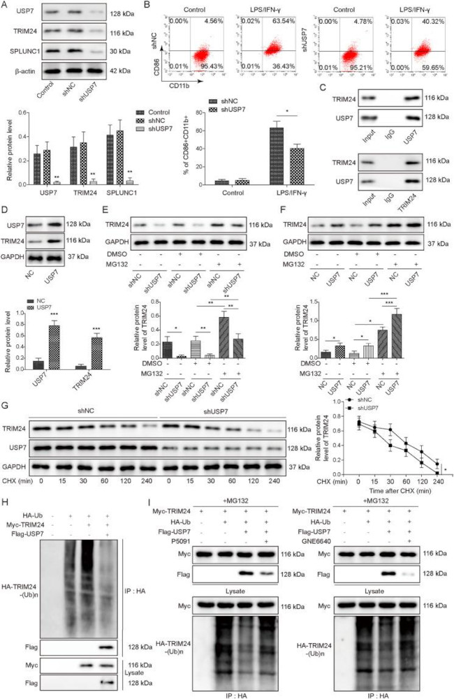 CD11b (activation epitope) Antibody in Flow Cytometry (Flow)