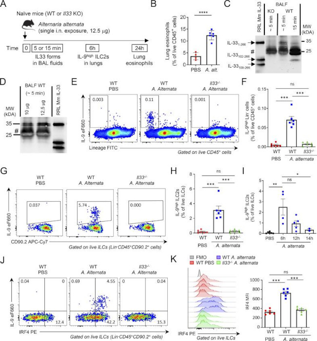 IRF4 Antibody in Flow Cytometry (Flow)