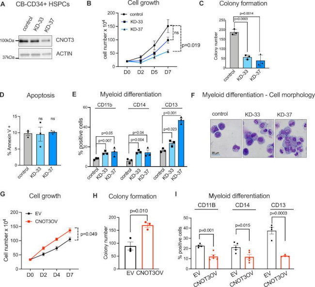 CD11b Antibody in Flow Cytometry (Flow)