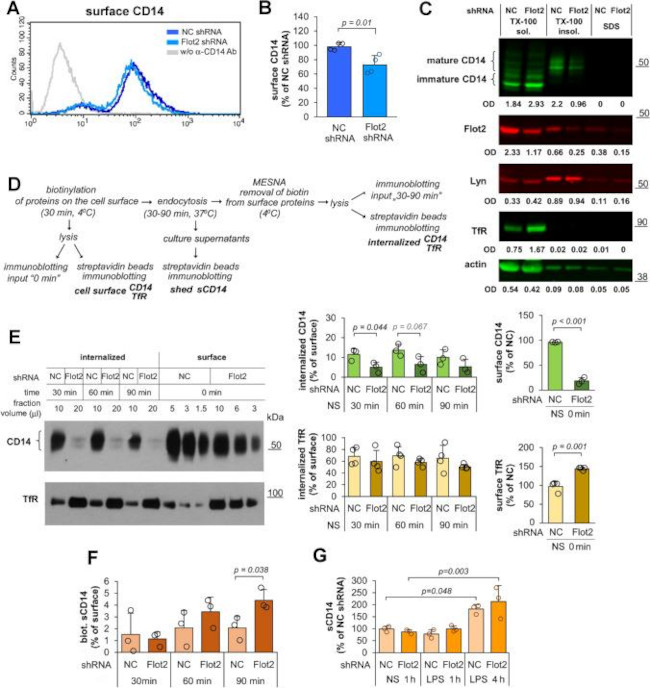 CD14 Antibody in Western Blot (WB)
