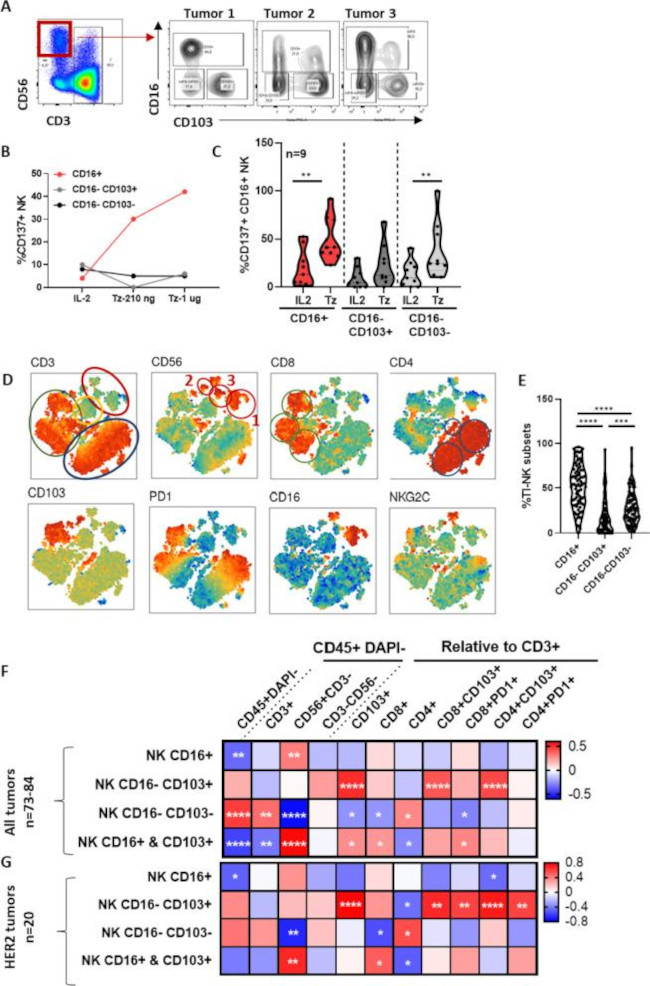 CD56 (NCAM) Antibody in Flow Cytometry (Flow)