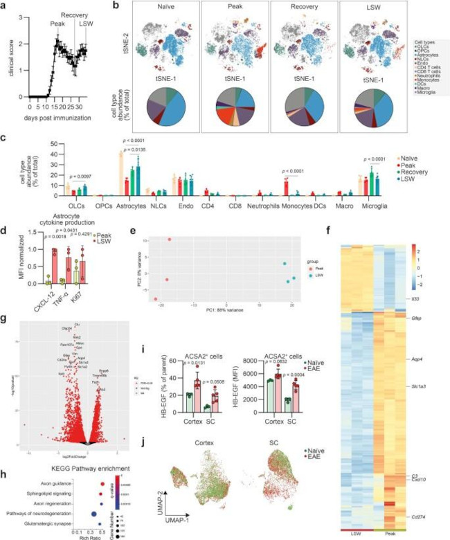 TNF alpha Antibody in Flow Cytometry (Flow)