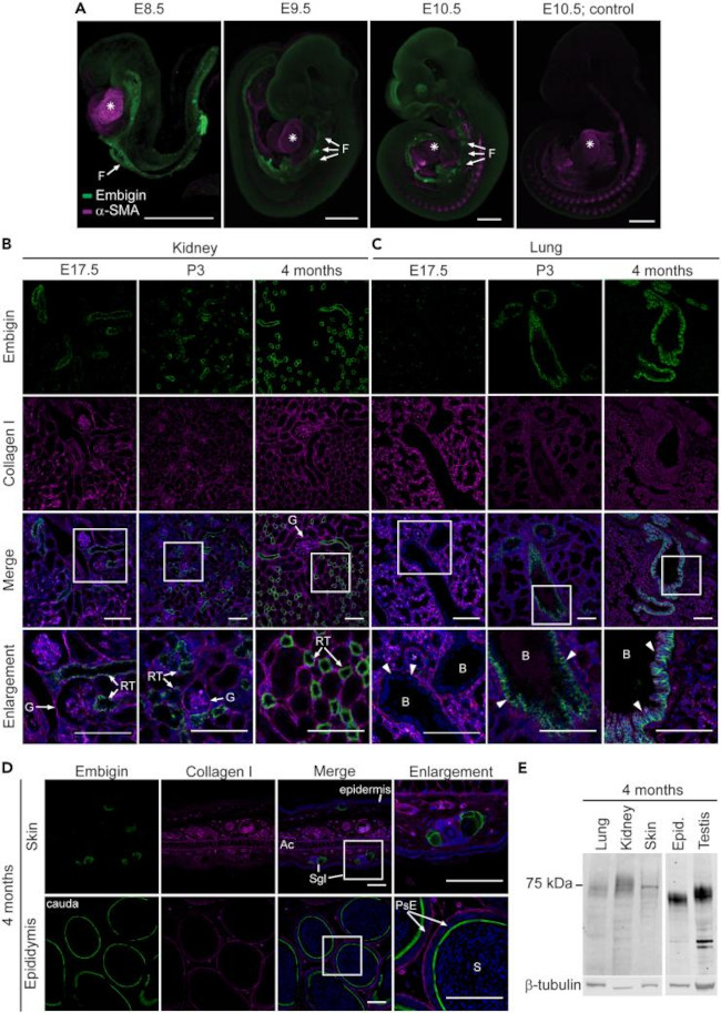 Embigin Antibody in Western Blot (WB)