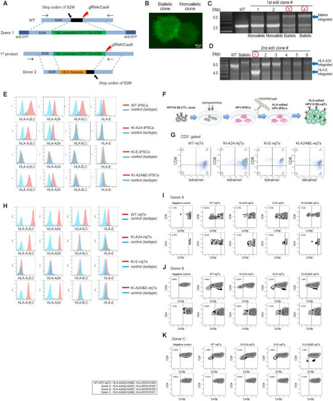HLA-BC Antibody in Flow Cytometry (Flow)