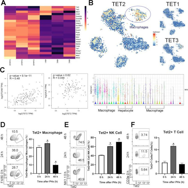 NK1.1 Antibody in Flow Cytometry (Flow)