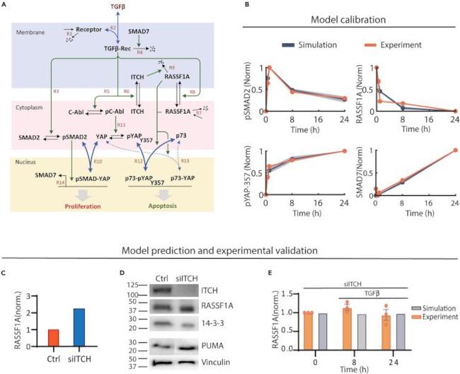 RASSF1A Antibody in Western Blot (WB)