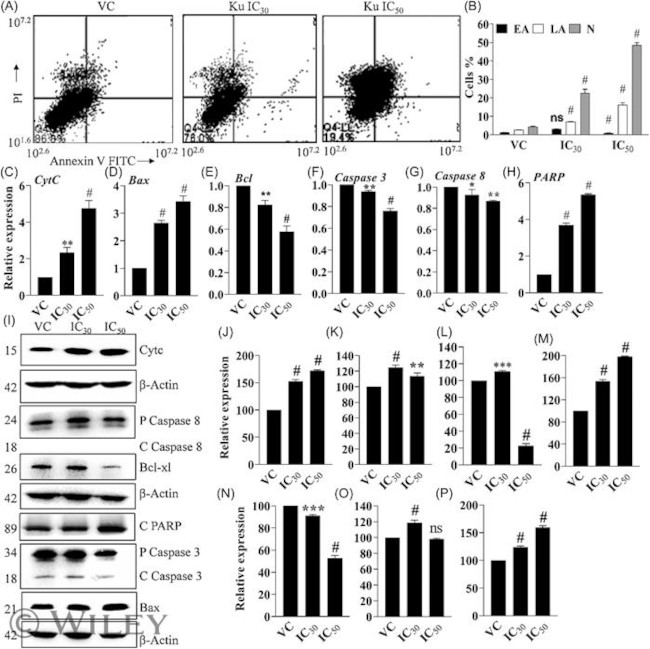 Caspase 8 Antibody in Western Blot (WB)