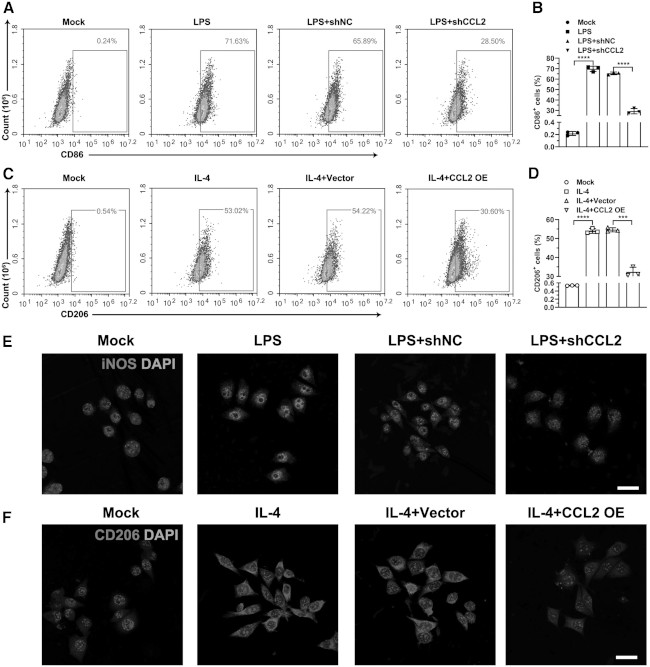 CD206 Antibody in Flow Cytometry (Flow)
