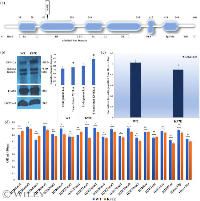 Lamin A/C Antibody in Western Blot (WB)
