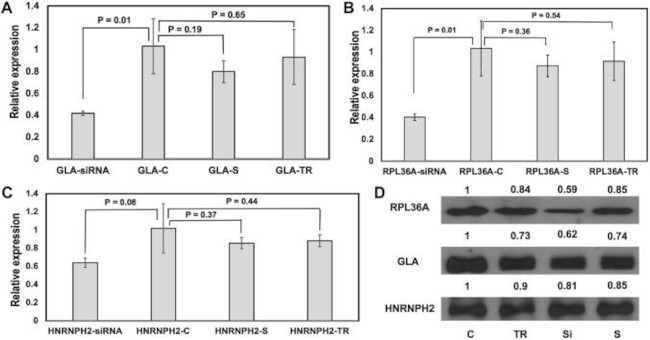 RPL36A Antibody in Western Blot (WB)