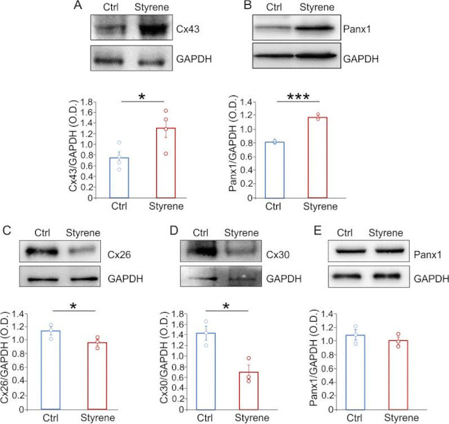 Pannexin 1 Antibody in Western Blot (WB)