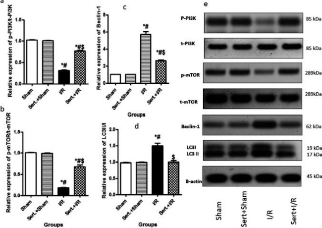 Beclin 1 Antibody in Western Blot (WB)