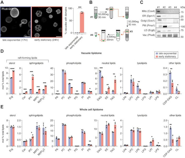 PMA1 Antibody in Western Blot (WB)