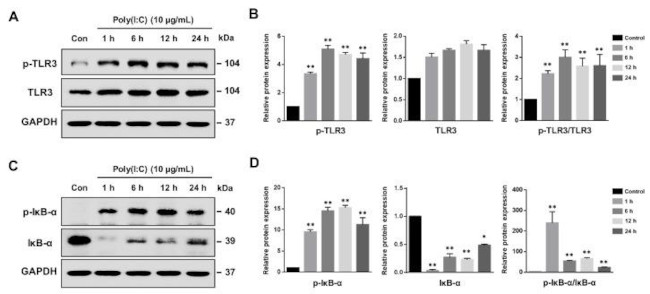 Phospho-TLR3 (Tyr759) Antibody in Western Blot (WB)