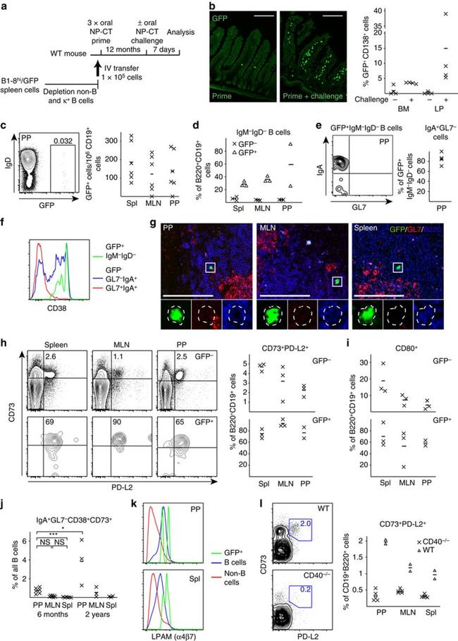 Flow Gl7 GL7 Monoclonal Antibody (GL-7 (GL7)), eFluor™ 660 (50-5902-82)