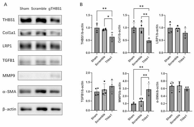 Thrombospondin 1 Antibody in Western Blot (WB)