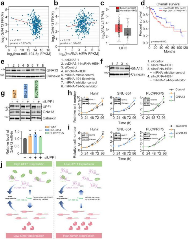 GNA13 Antibody in Western Blot (WB)