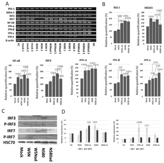 IRF3 Antibody in Western Blot (WB)