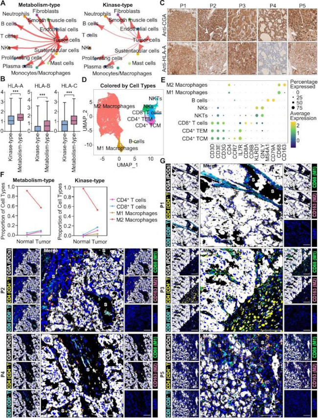 CD8 Antibody in Immunohistochemistry (IHC)