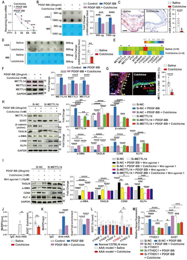 Sclerostin Antibody in Western Blot (WB)