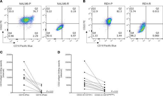 CD19 Antibody in Flow Cytometry (Flow)