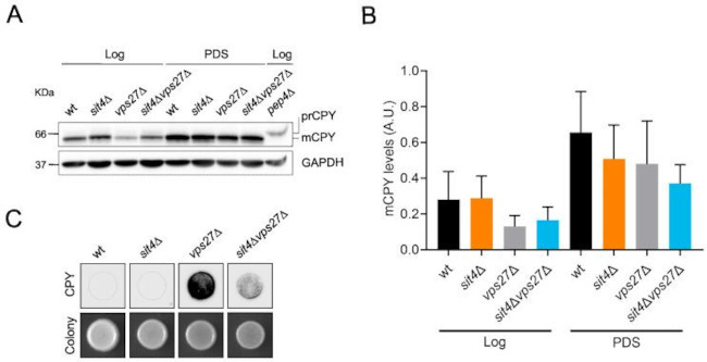 Carboxypeptidase Y Antibody in Western Blot (WB)