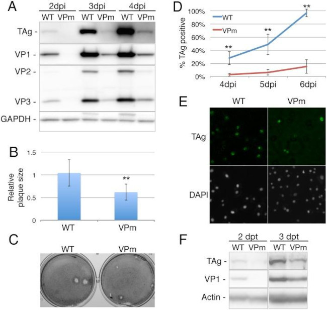 SV40 T-Antigen Antibody in Western Blot (WB)