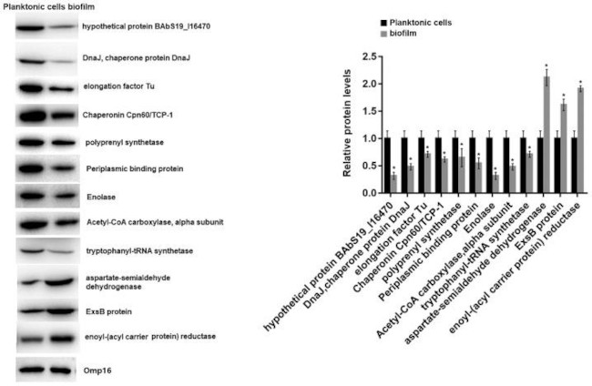 DnaJ Antibody in Western Blot (WB)