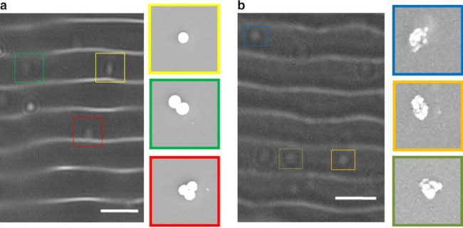 Staphylococcus aureus Antibody in Immunocytochemistry (ICC/IF)