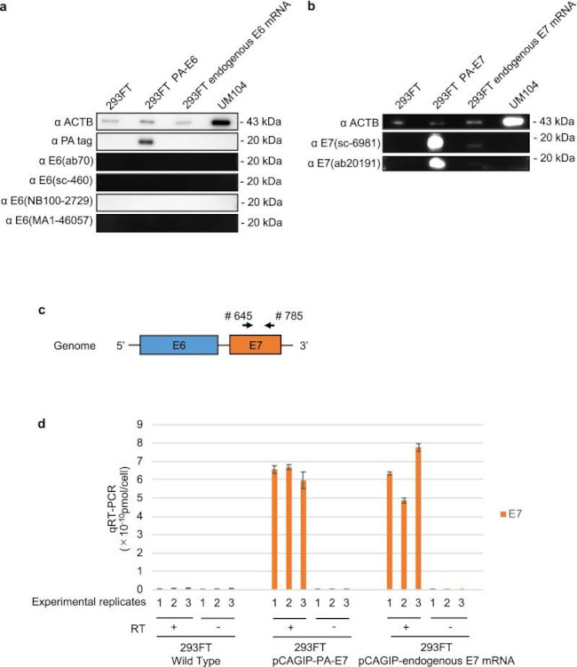 HPV Type 16/18 E6 Antibody in Western Blot (WB)
