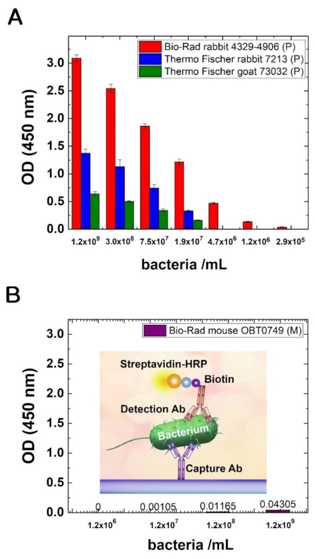 E. coli serotype O/K Antibody in ELISA (ELISA)