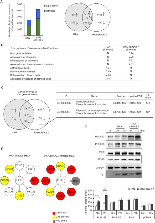 Cytomegalovirus IE 72 kDa Antigen Antibody in Western Blot (WB)