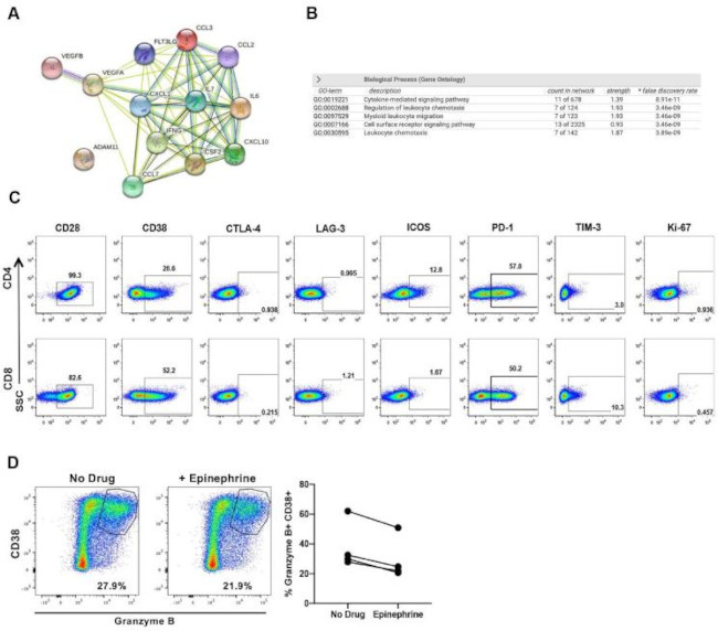 CD8 alpha Antibody in Flow Cytometry (Flow)