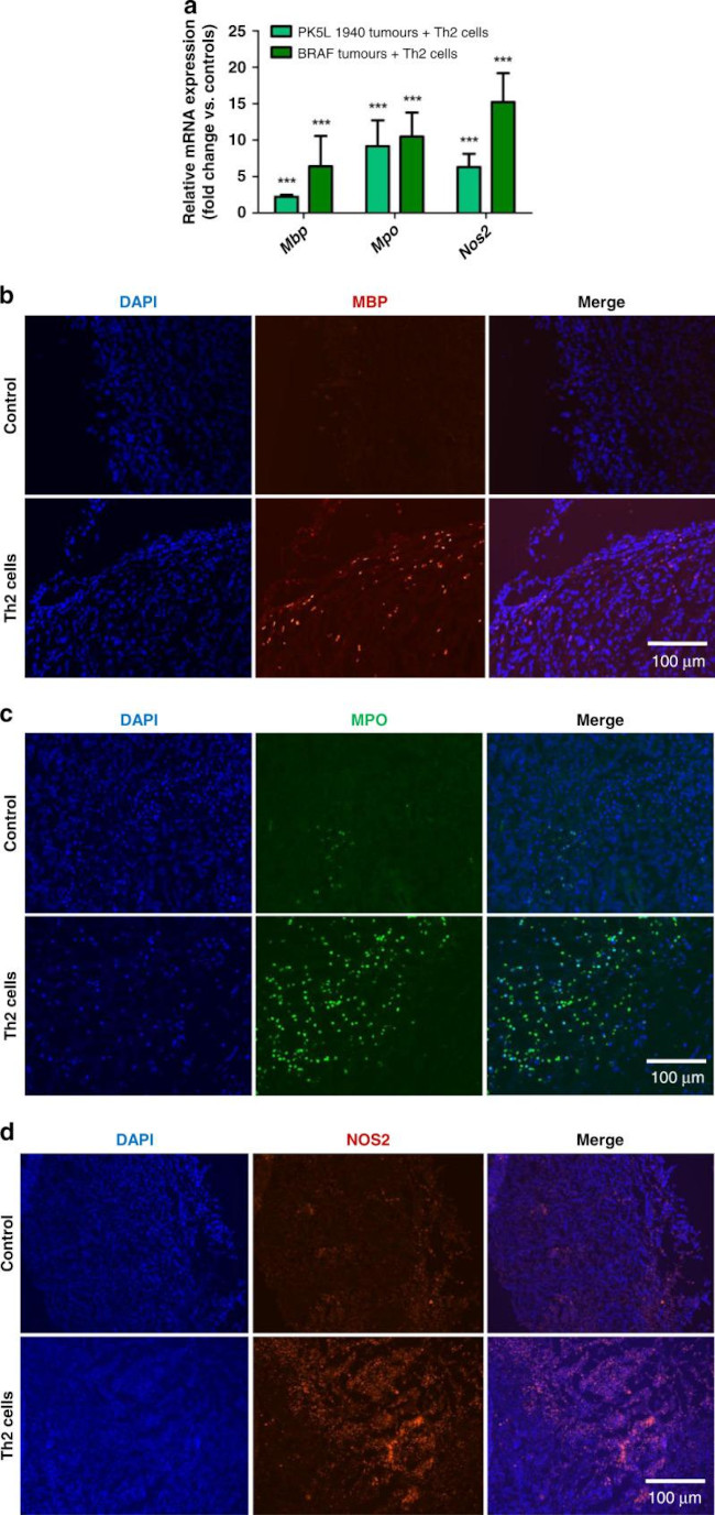 MBP Antibody in Immunohistochemistry (IHC)
