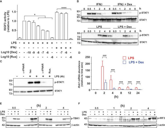 IFNAR1 Antibody in Neutralization (Neu)