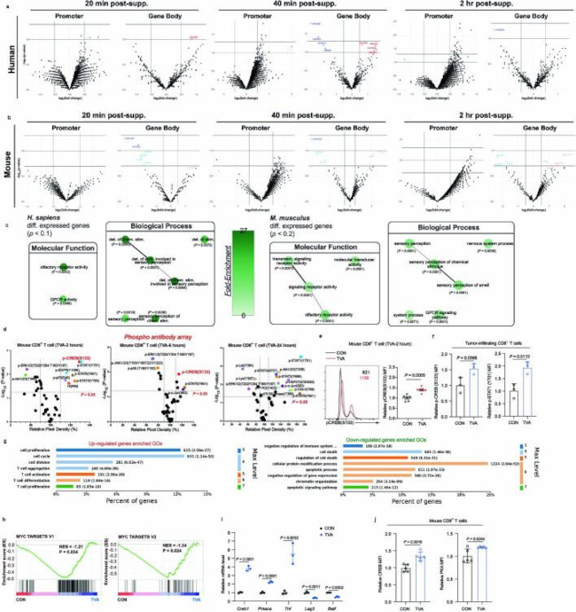 Phospho-CREB (Ser133) Antibody in Flow Cytometry (Flow)