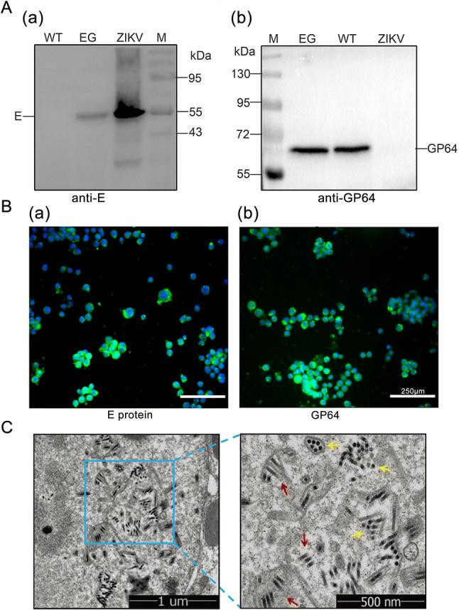 Baculovirus Envelope gp64 Antibody in Western Blot (WB)