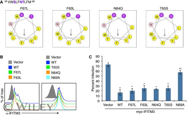 Influenza B NP Antibody in Flow Cytometry (Flow)