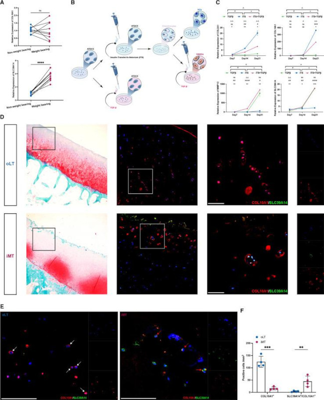 ZIP14 Antibody in Immunohistochemistry (IHC)