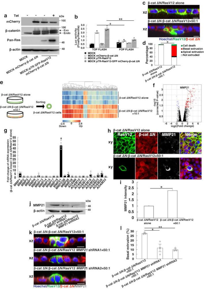 MMP21 Antibody in Immunocytochemistry (ICC/IF)