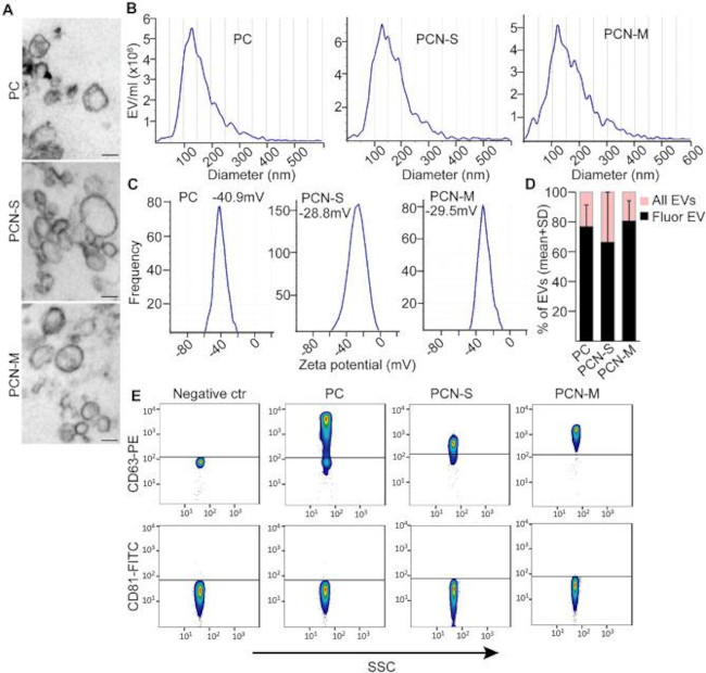 CD81 Antibody in Flow Cytometry (Flow)