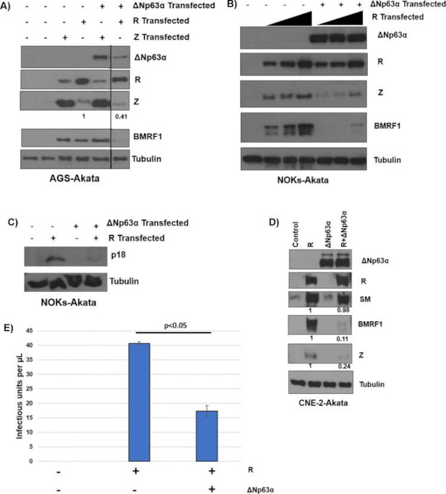 Epstein Barr Virus p18 Antibody in Western Blot (WB)