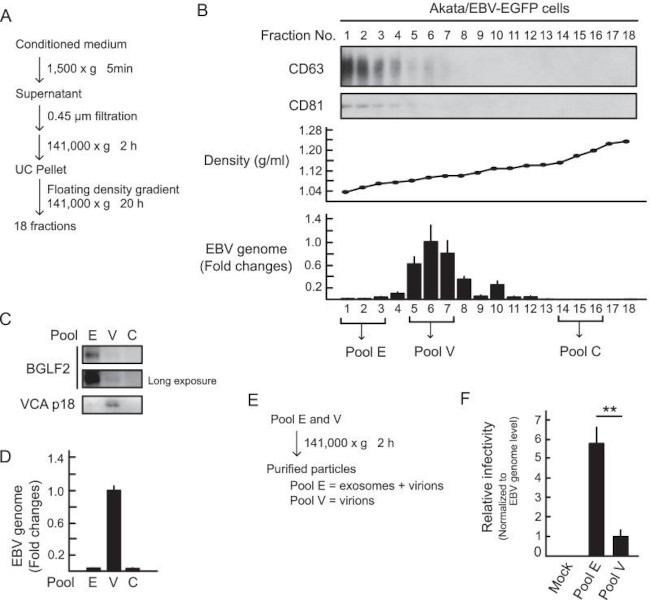 Epstein Barr Virus p18 Antibody in Western Blot (WB)
