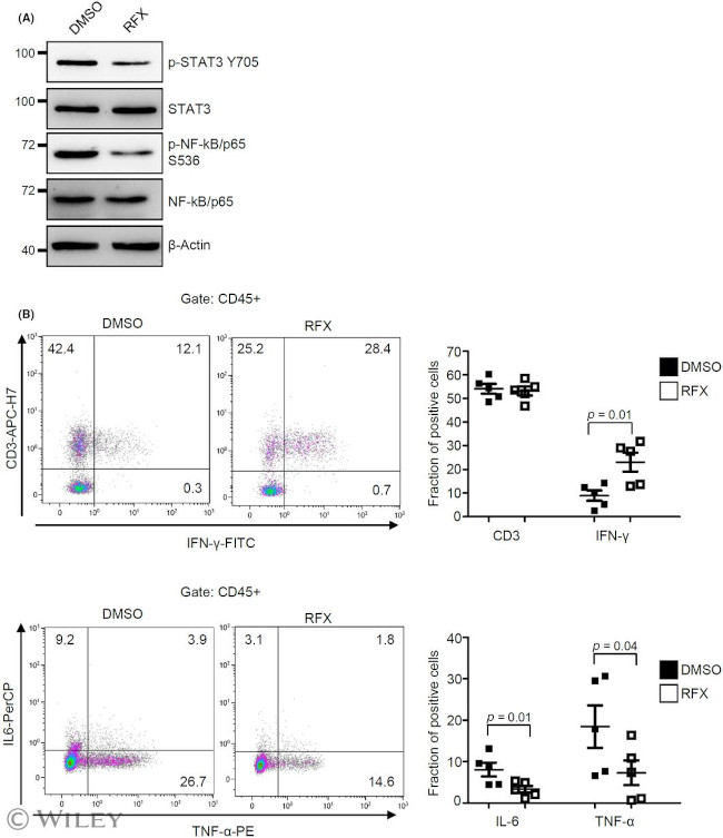 TNF alpha Antibody in Flow Cytometry (Flow)
