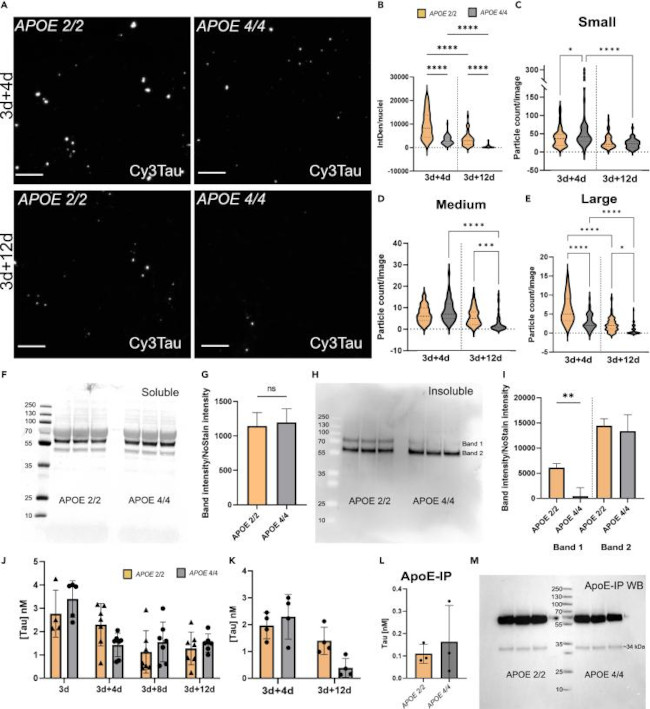 APOE Antibody in Immunoprecipitation (IP)