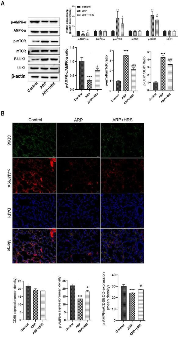 ULK1 Antibody in Western Blot (WB)