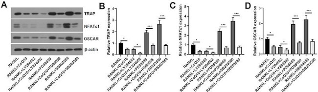 OSCAR Antibody in Western Blot (WB)